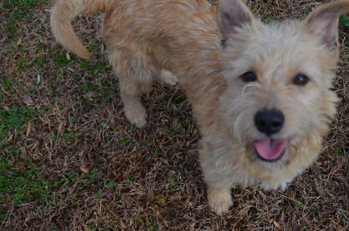 Hunter, an adopted Norfolk Terrier Mix in Sandston, VA_image-1