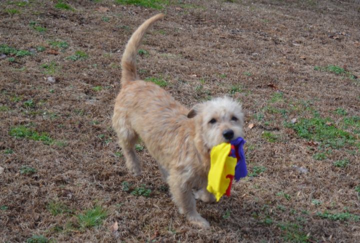 Hunter, an adopted Norfolk Terrier Mix in Sandston, VA_image-3