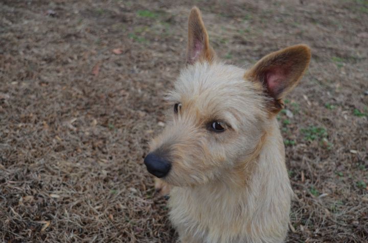 Scout, an adopted Norfolk Terrier Mix in Sandston, VA_image-2