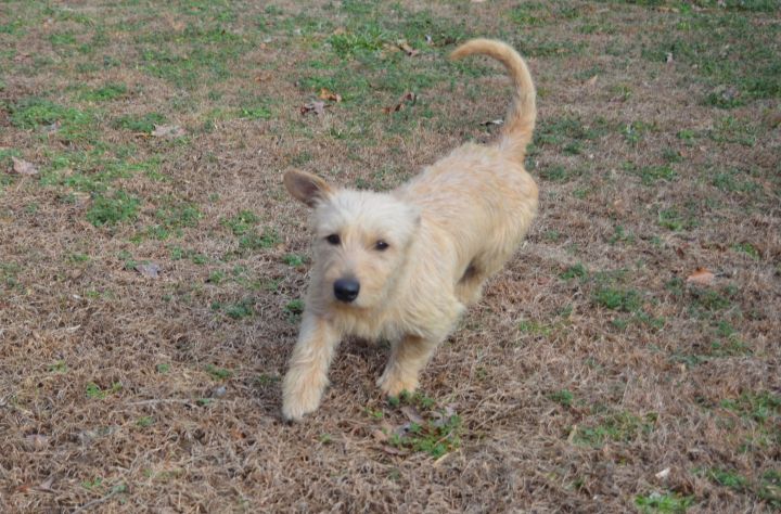 Scout, an adopted Norfolk Terrier Mix in Sandston, VA_image-3