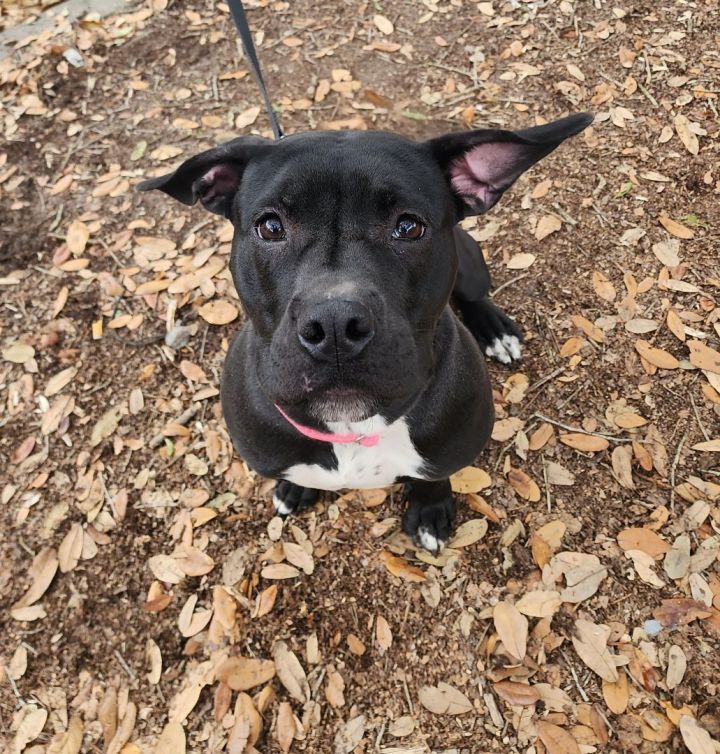 Samantha , an adoptable American Bully Mix in Gainesville, FL_image-3