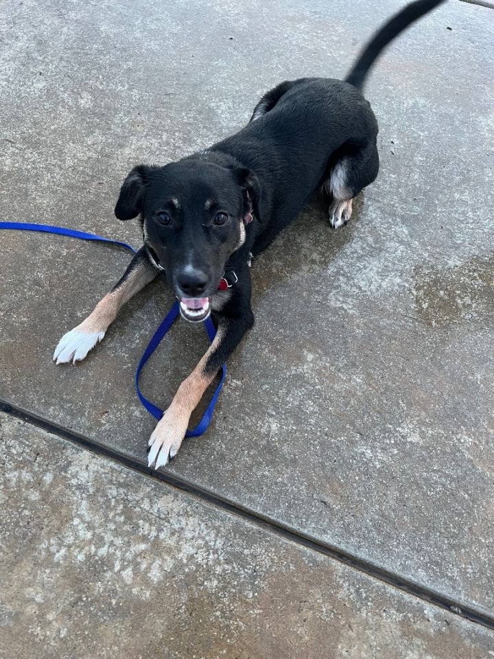 Dog for adoption - Abby, a Cattle Dog & Border Collie Mix in Oakley, CA |  Petfinder