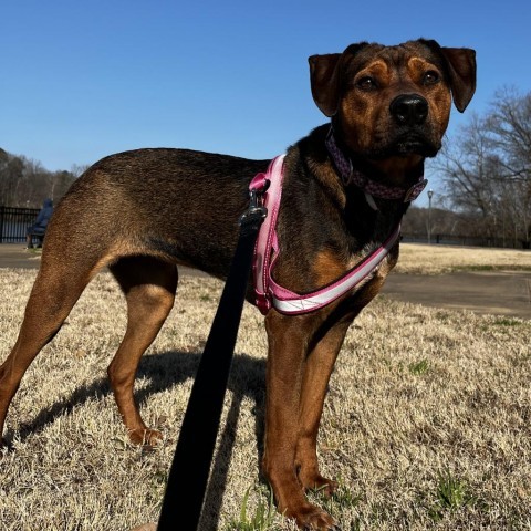 Willow, an adoptable Hound in Tuscaloosa, AL, 35401 | Photo Image 4