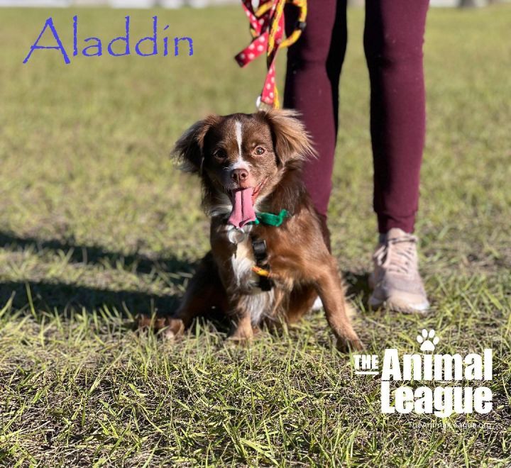 Aladdin, an adoptable Spaniel & Chihuahua Mix in Clermont, FL_image-2