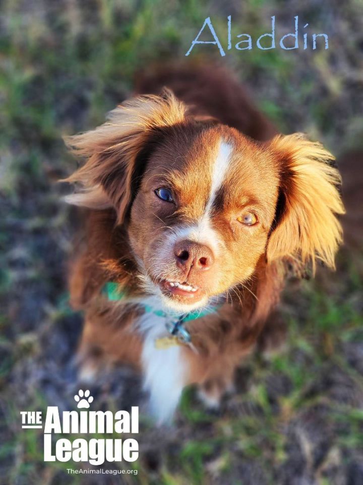 Aladdin, an adoptable Spaniel & Chihuahua Mix in Clermont, FL_image-4