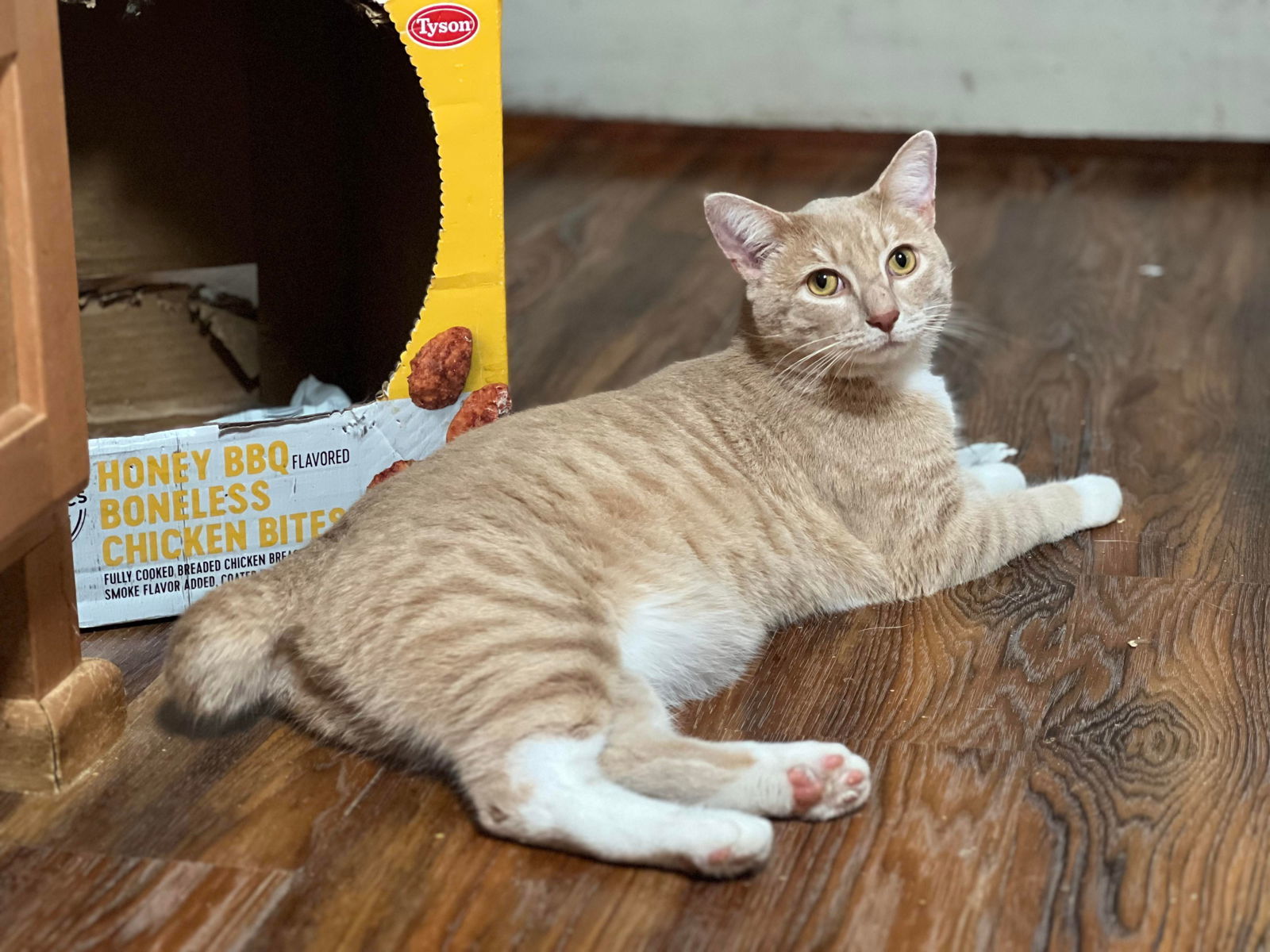 YAHZEE, an adoptable Tabby in Capshaw, AL, 35742 | Photo Image 1