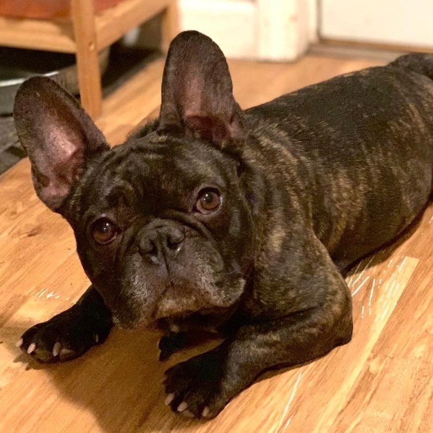 Talor , an adoptable French Bulldog in Cedar Rapids, IA, 52403 | Photo Image 1