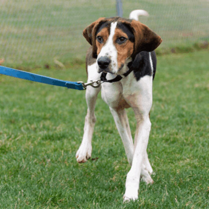 JASPER, an adoptable Hound in Indiana, PA, 15701 | Photo Image 2