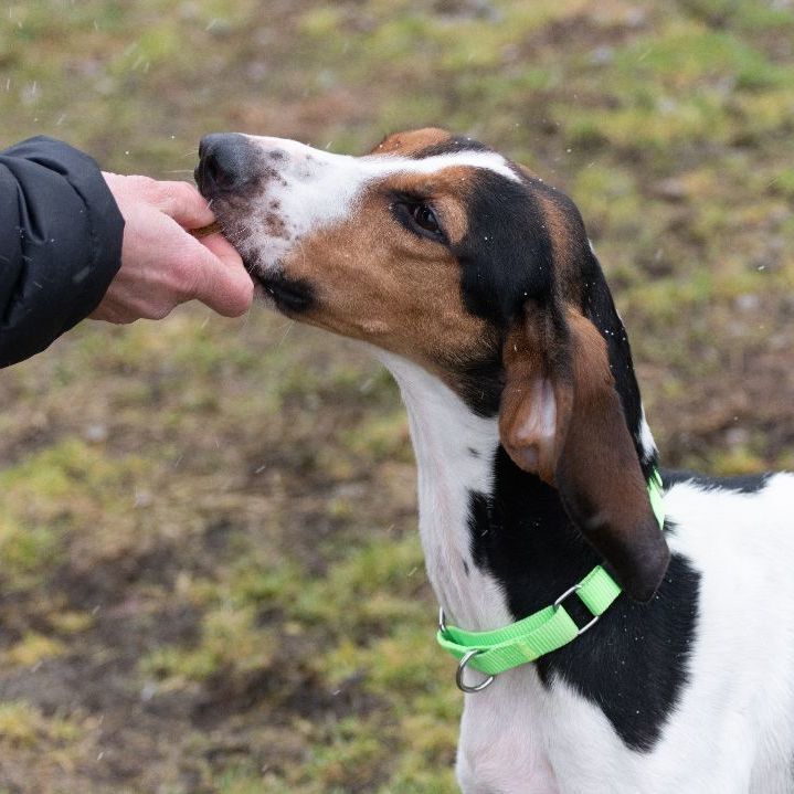 JASPER, an adoptable Hound in Indiana, PA, 15701 | Photo Image 3