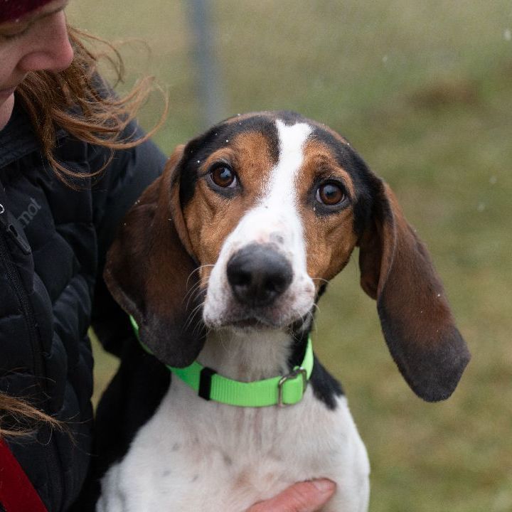 JASPER, an adoptable Hound in Indiana, PA, 15701 | Photo Image 4