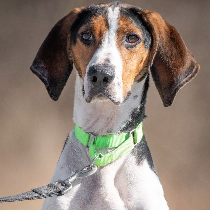 JASPER, an adoptable Hound in Indiana, PA, 15701 | Photo Image 1