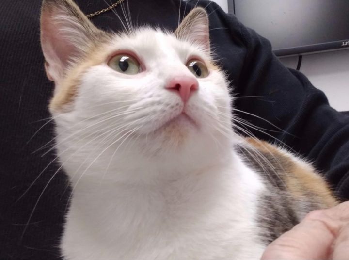 Peaches 1