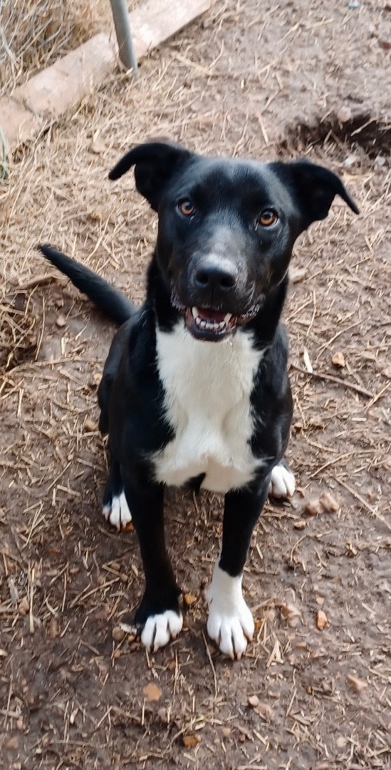 Bonnie, an adoptable Labrador Retriever, Shepherd in Manchester, NH, 03105 | Photo Image 1