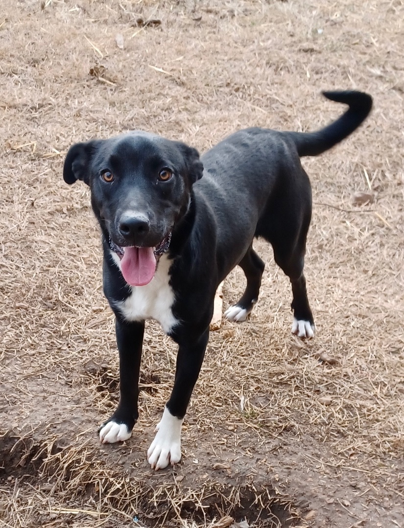 Bonnie, an adoptable Labrador Retriever, Shepherd in Manchester, NH, 03105 | Photo Image 2