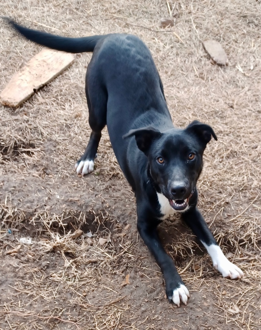 Bonnie, an adoptable Labrador Retriever, Shepherd in Manchester, NH, 03105 | Photo Image 3