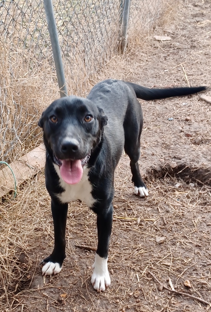 Bonnie, an adoptable Labrador Retriever, Shepherd in Manchester, NH, 03105 | Photo Image 4