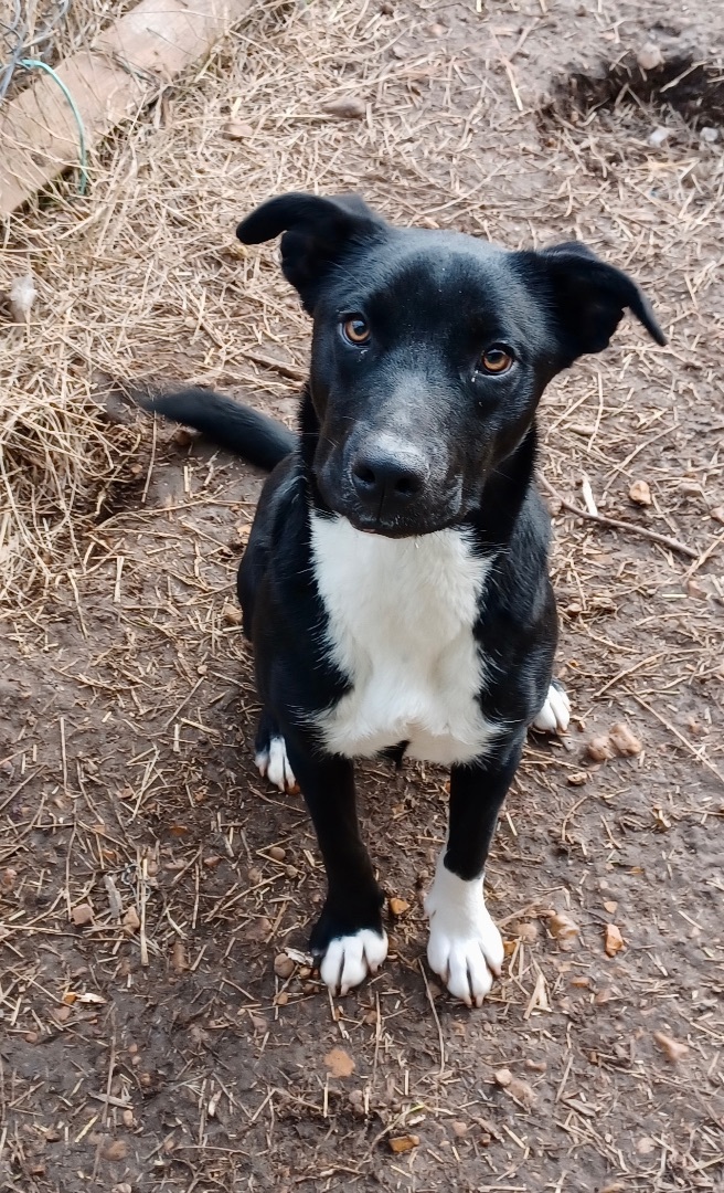 Bonnie, an adoptable Labrador Retriever, Shepherd in Manchester, NH, 03105 | Photo Image 5