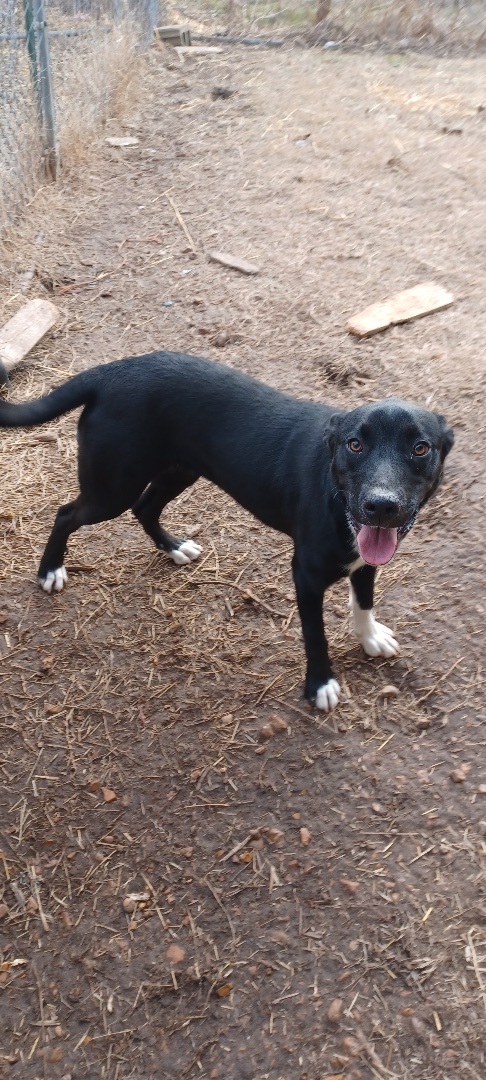 Bonnie, an adoptable Labrador Retriever, Shepherd in Manchester, NH, 03105 | Photo Image 6