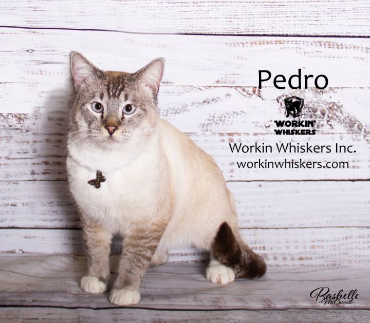 PEDRO 1