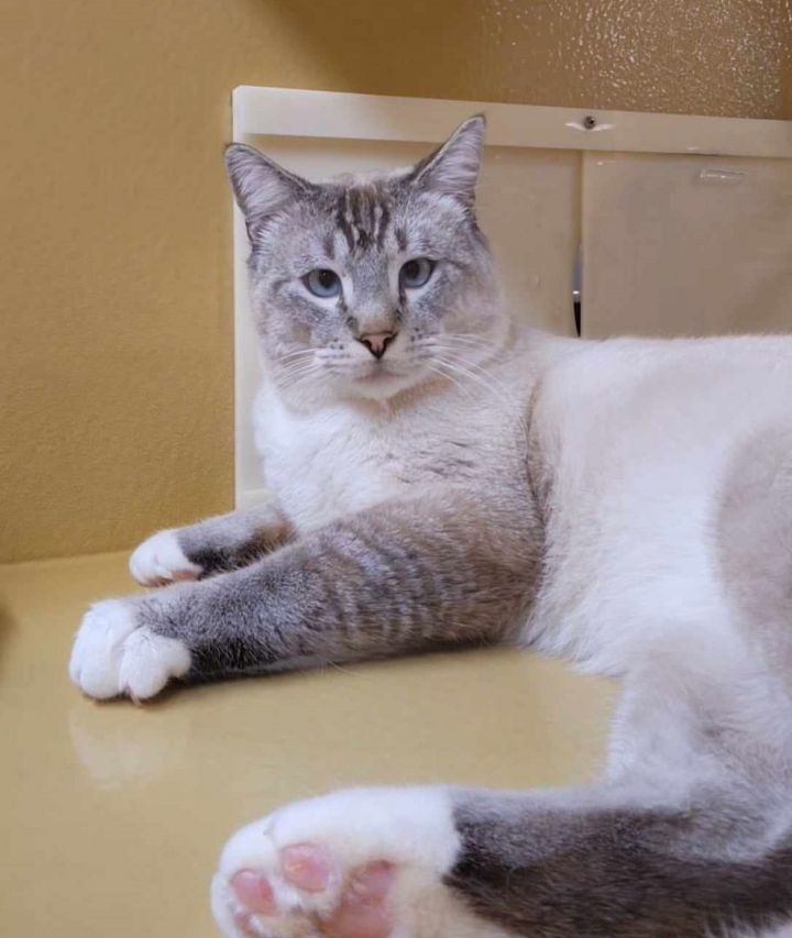 PEDRO, an adoptable Siamese & Domestic Short Hair Mix in Palm Desert, CA_image-3