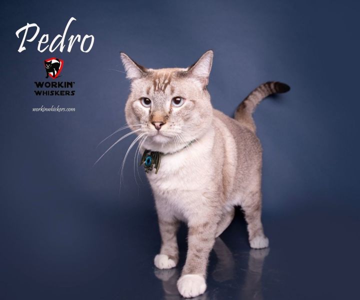 PEDRO, an adoptable Siamese & Domestic Short Hair Mix in Palm Desert, CA_image-4