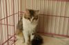 Tinkerbell Saudi Blind Maine Coon Kitty