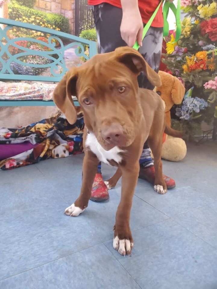 Dog for adoption Turnip, a Mixed Breed in Lubbock, TX Petfinder