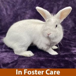 FOSTER CARE MY ADOPTION FEES ARE WAIVED Elsa the rabbit here Im a medium sized spayed female s