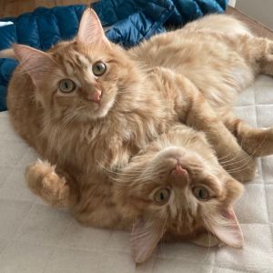 Gingersnap & Molasses (Bonded Pair)