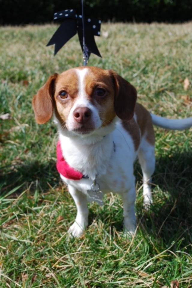GeeGee, an adopted Beagle & Chihuahua Mix in Glen Allen, VA_image-1