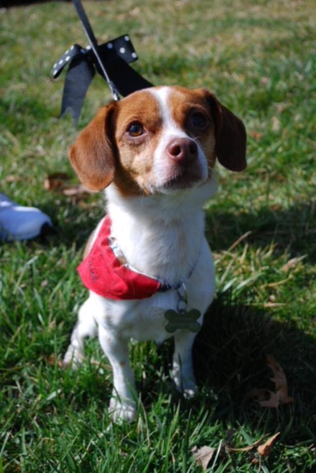 GeeGee, an adopted Beagle & Chihuahua Mix in Glen Allen, VA_image-5