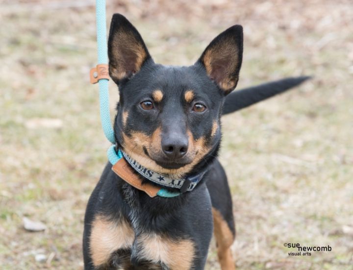 Buddy, an adoptable Miniature Pinscher & Terrier Mix in Shorewood, IL_image-1