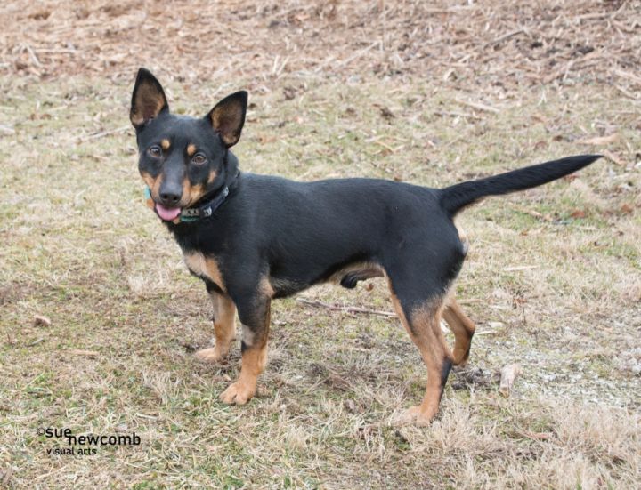 Buddy, an adoptable Miniature Pinscher & Terrier Mix in Shorewood, IL_image-2
