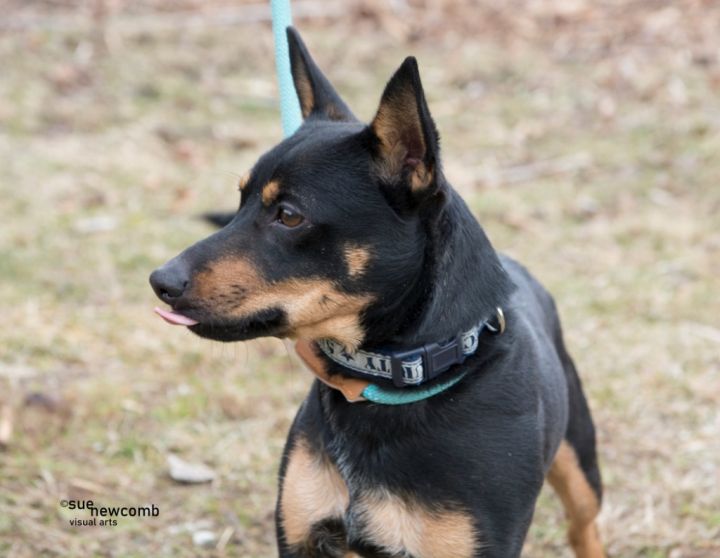 Buddy, an adoptable Miniature Pinscher & Terrier Mix in Shorewood, IL_image-3