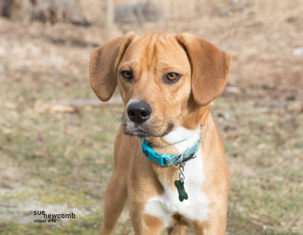 Bugsy (adoption pending)
