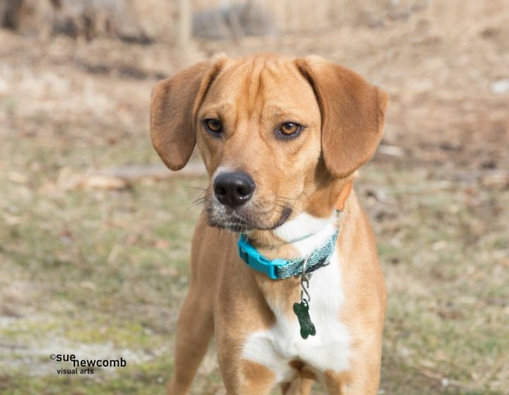 Bugsy (adoption pending), an adoptable Labrador Retriever & Hound Mix in Shorewood, IL_image-1