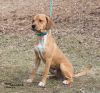 Bugsy (adoption pending)
