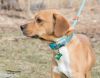 Bugsy (adoption pending)
