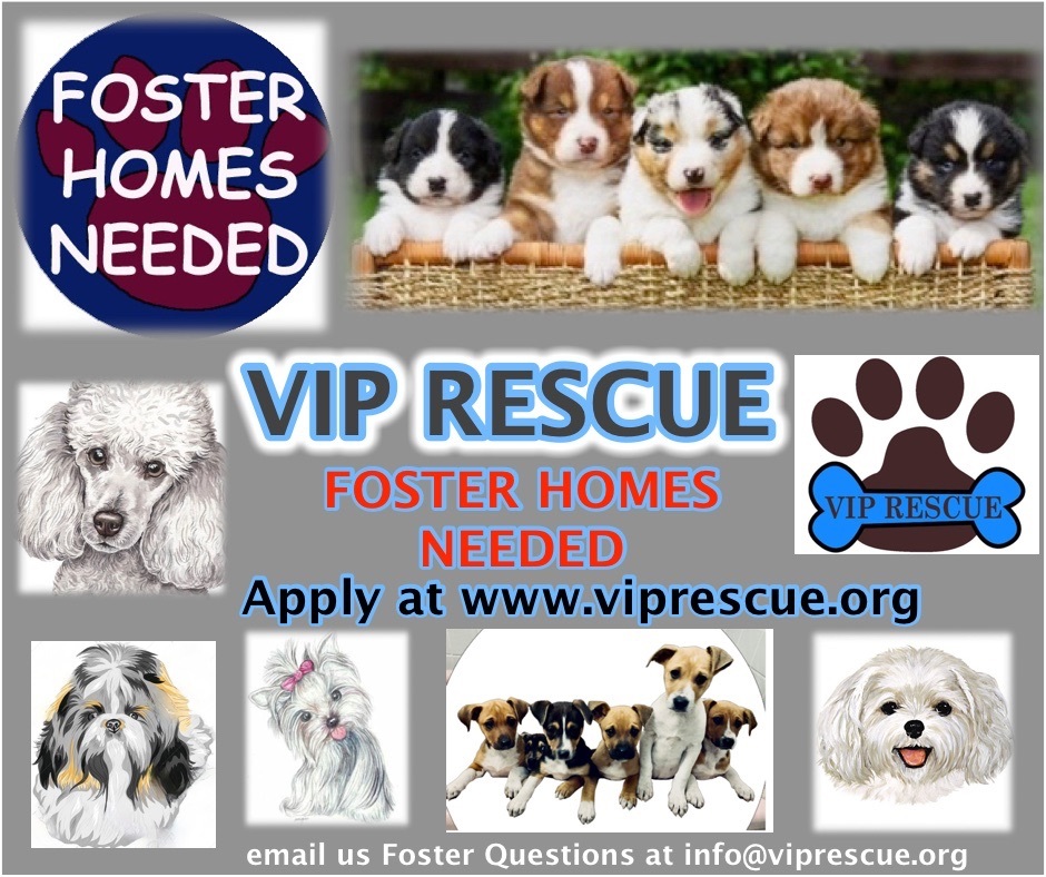Foster Homes NEEDED !!!