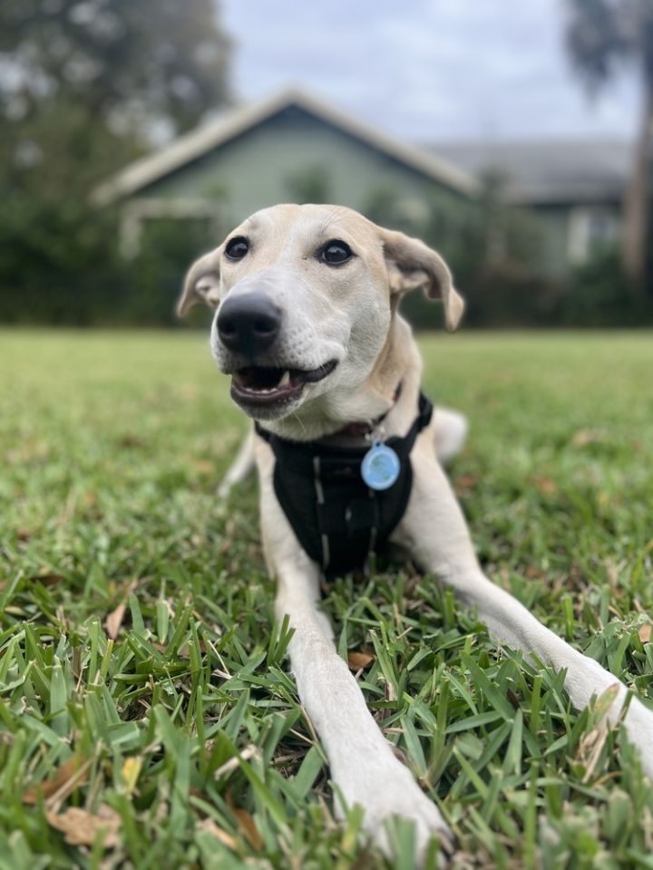 Rita, an adoptable Labrador Retriever Mix in St. Petersburg, FL_image-1