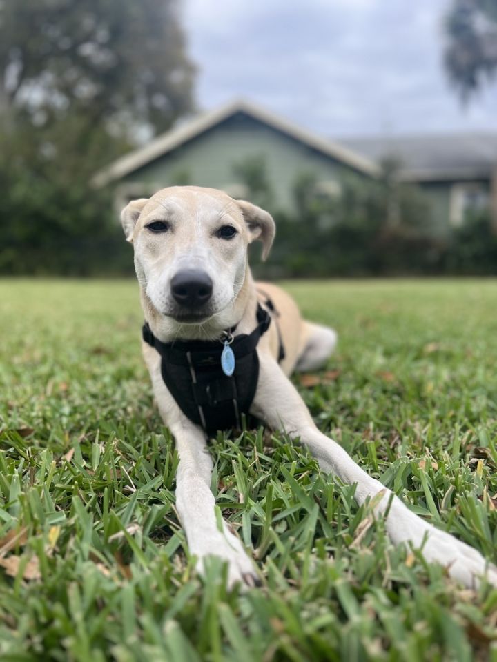 Rita, an adoptable Labrador Retriever Mix in St. Petersburg, FL_image-2