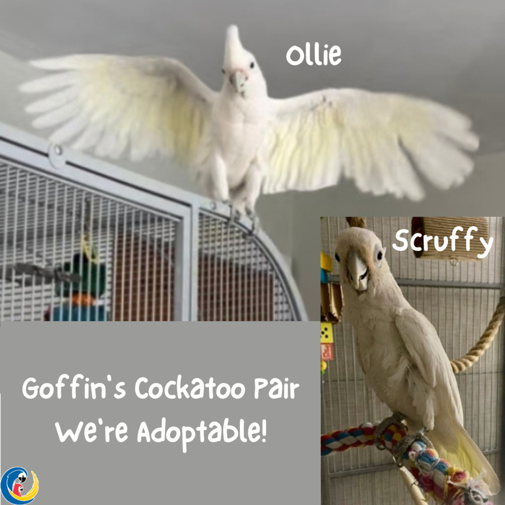 Parrot for adoption Cockatoo Pair Scruffy, a Cockatoo in Pittsburgh