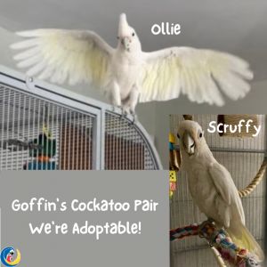 Cockatoo Pair: Scruffy