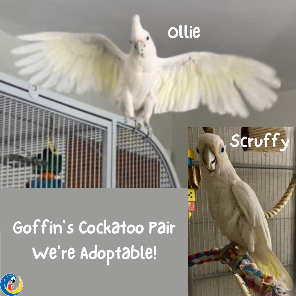 Cockatoo Pair Scruffy detail page