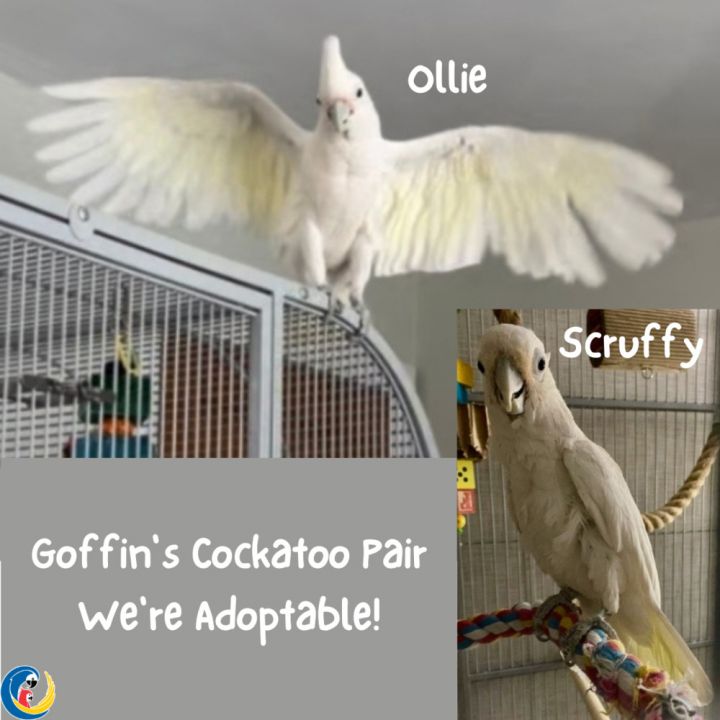 Cockatoo Pair: Scruffy 1