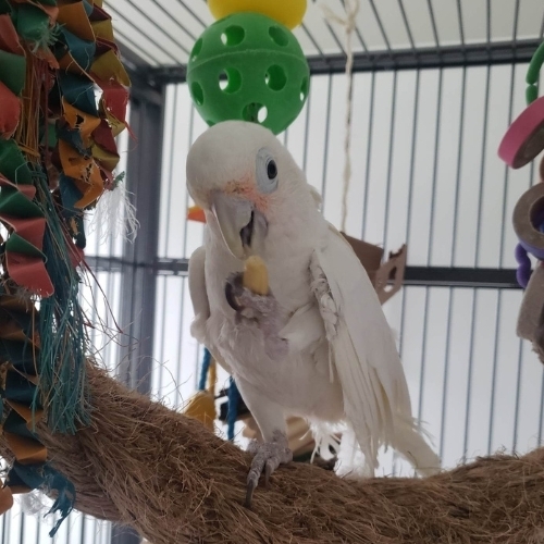 Goffiin's Cockatoo Pair: Baby 2