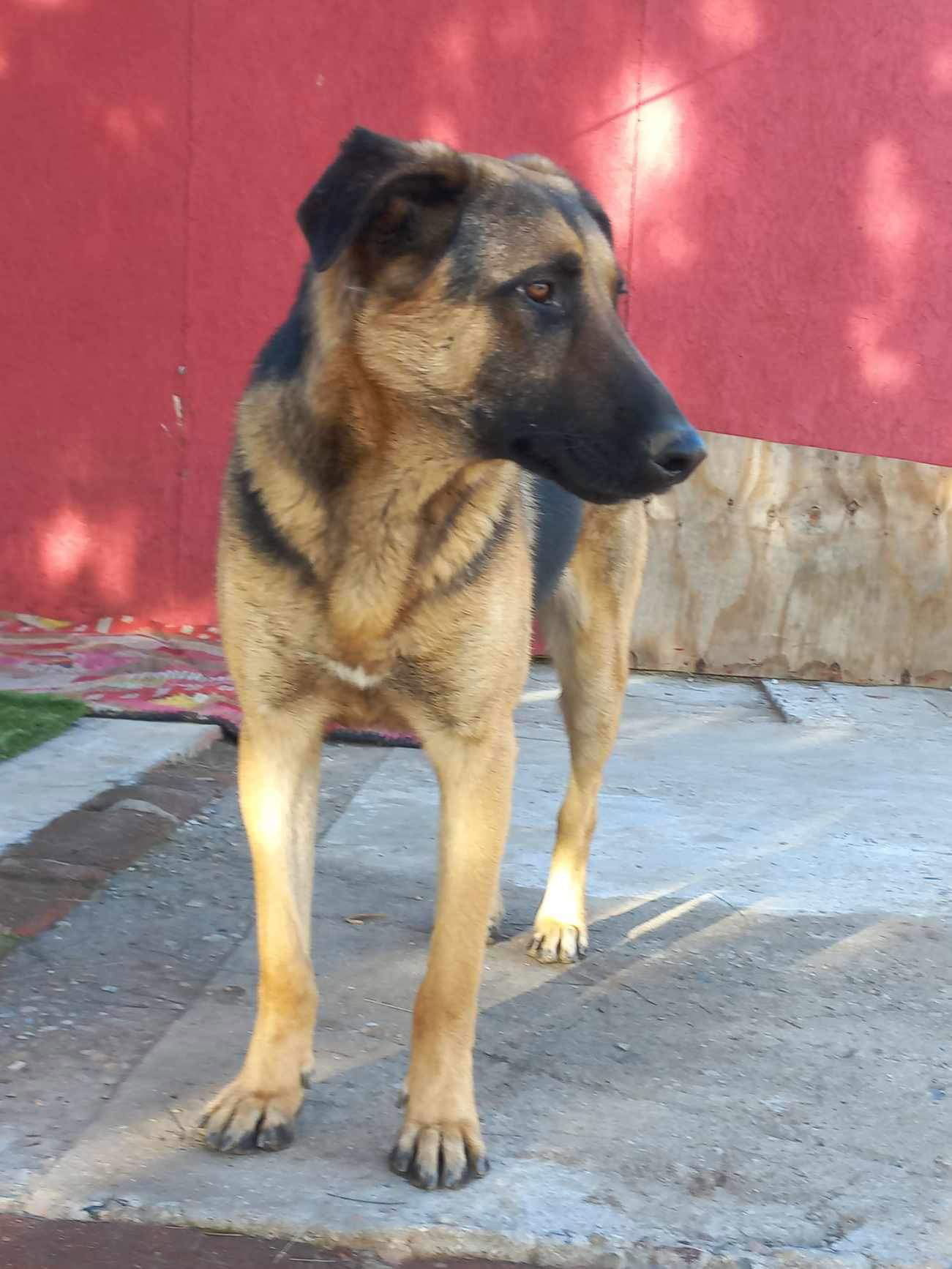 Axel