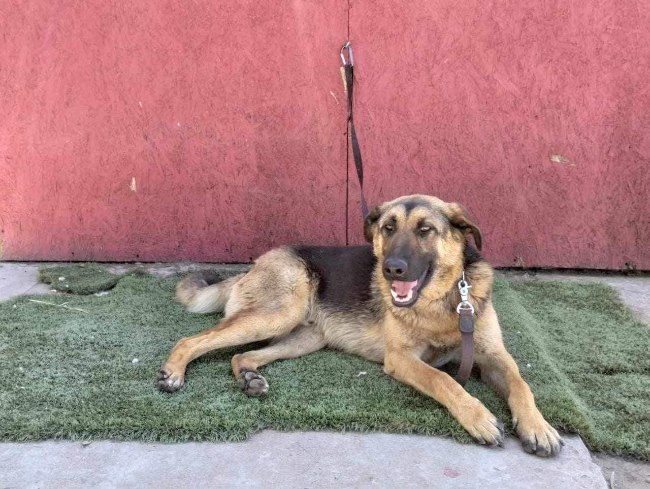 Axel