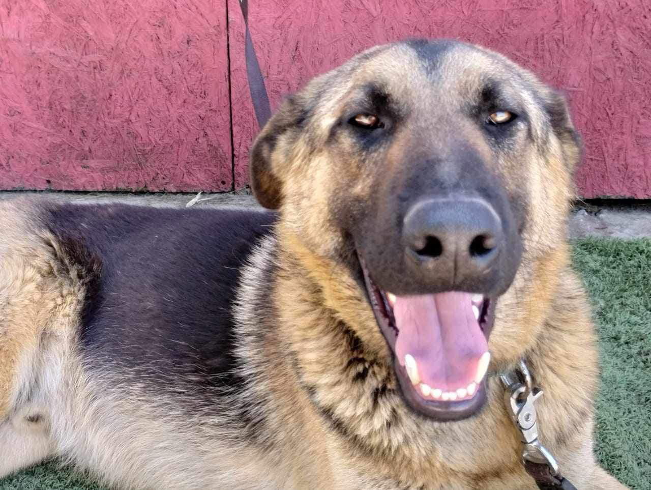 Axel