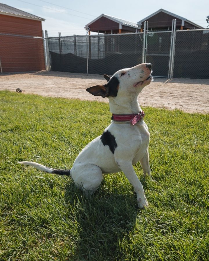 AINSLEY, an adoptable Bull Terrier in Palm Desert, CA_image-2